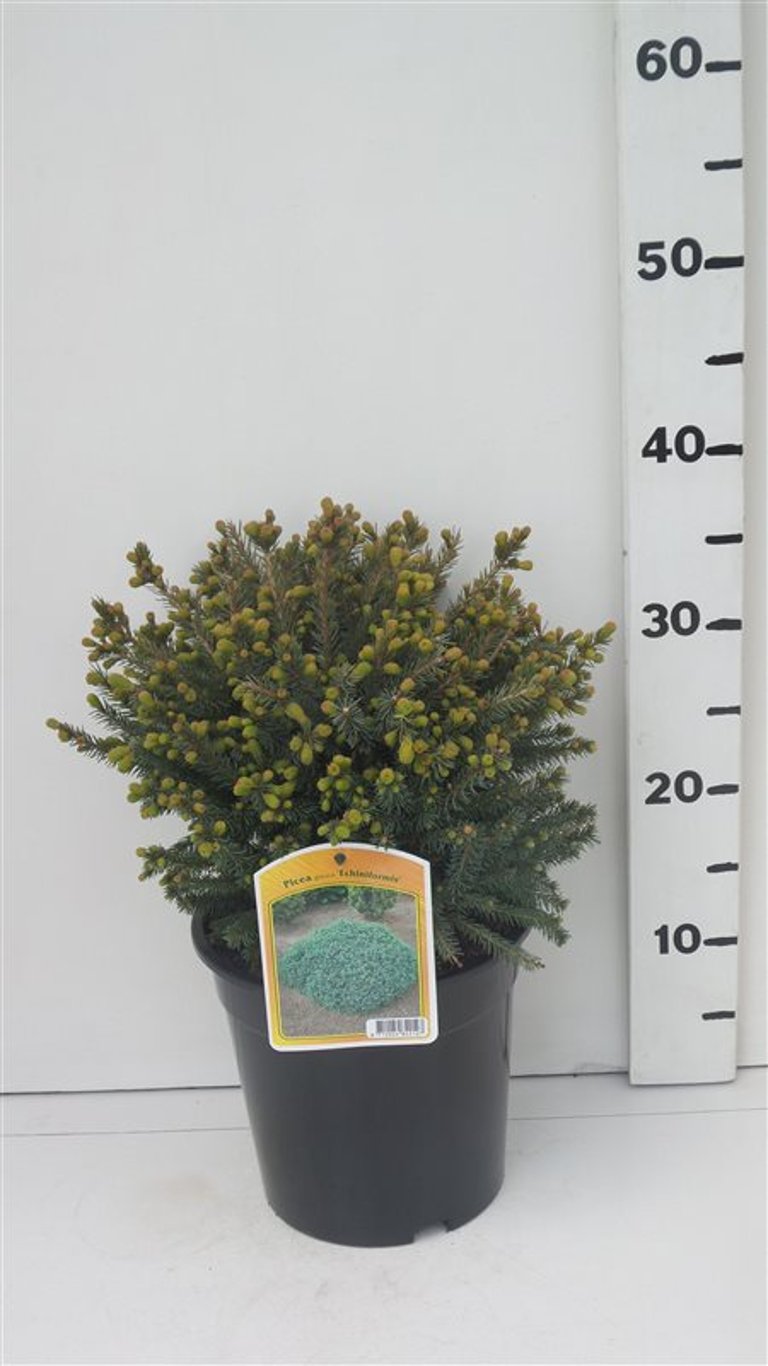 Picea gl. 'Echiniformis' - C3 20-25 CM